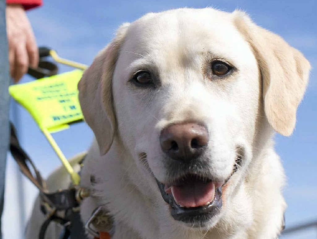 BONDING TIME: The new team in Warwick is now in the process of learning their new routes, and will venture to places the pair will use most, like the local shops, workplaces and parks.